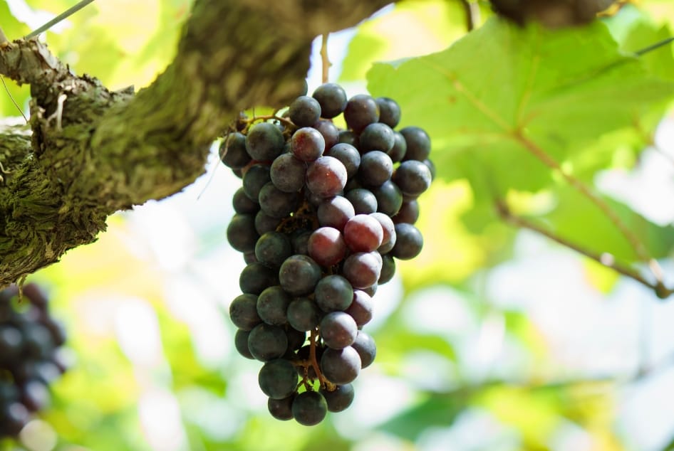 マスカット・ベリーA