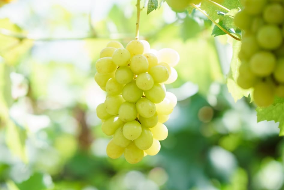 シャインマスカット