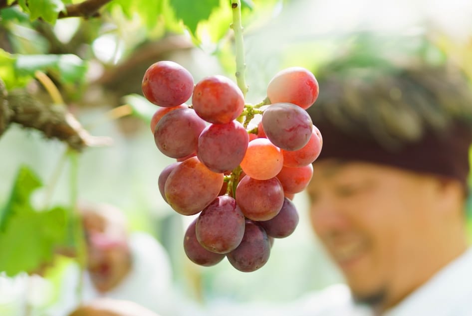 クイーンニーナ