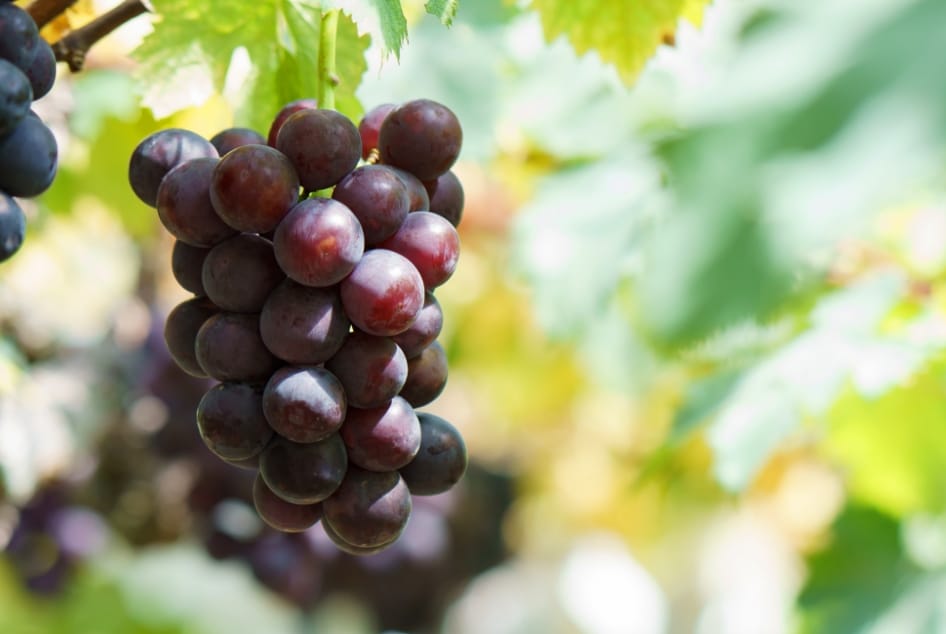 藤稔（ふじみのり）