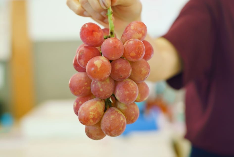 紅瑞宝（べにずいほう）